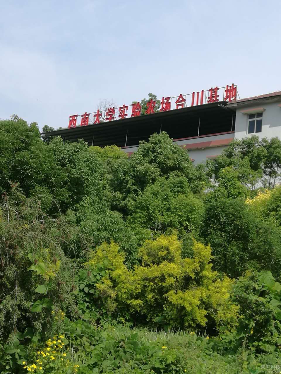 西南大學(xué)合川試驗基地（管灌）